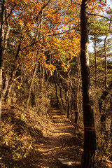 Fototapeta premium walk in the woods
