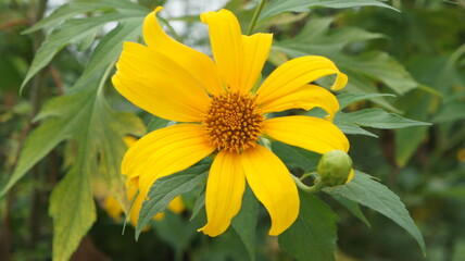 Vibrant Yellow Flower in Lush Green Foliage