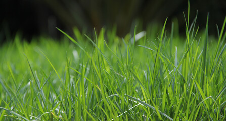 New grass lawn that has never been mown, close-up at ground level.