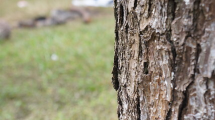 Close-up of Tree Bark Texture with Blurred Green Grass Background