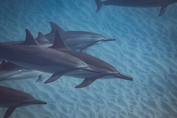 Spinner Dolphins Over Hawaiian Ocean Floor