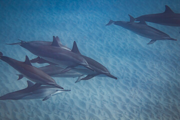 Serene Spinner Dolphins Over Sandy Bottom