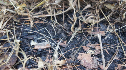 Burned vegetation and ash close-up