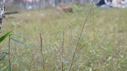 Close-up of Wildflowers in a Field