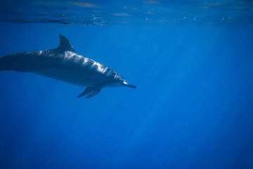 Hawaiian spinner dolphin underwater © Tommy