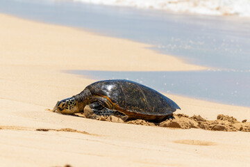 Hawaiian Turtle Resting on Sand