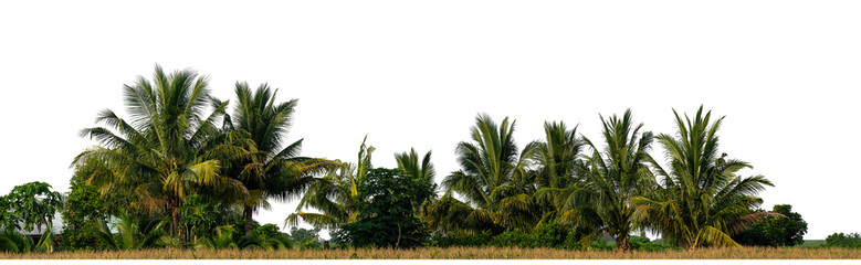 Coconut palm trees in summer on transparent background with clipping path and alpha channel, high...