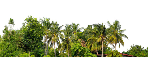 Coconut palm trees in summer on transparent background with clipping path and alpha channel, high resolution...