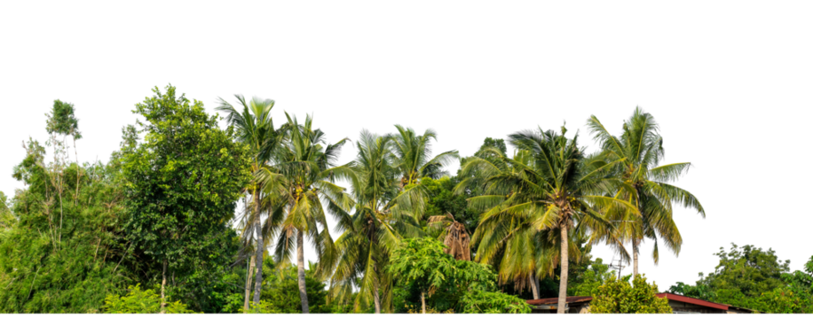 Coconut palm trees in summer on transparent background with clipping path and alpha channel, high resolution...