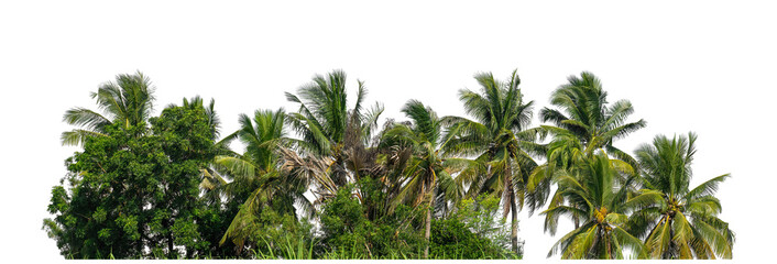 Coconut palm trees in summer on transparent background with clipping path and alpha channel, high resolution.