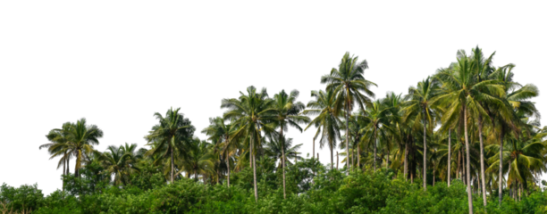 Coconut palm trees in summer on transparent background with clipping path and alpha channel, high resolution...