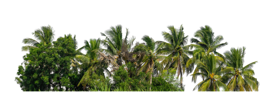 Coconut palm trees in summer on transparent background with clipping path and alpha channel, high resolution.