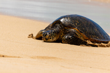 Sea turtle with ocean waves approaching