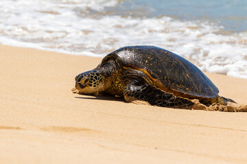 Hawaiian green sea turtle resting on the beach
