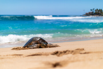 Hawaiian green sea turtle with tranquil waves