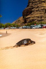 Turtle and Scenic Oahu Cliff