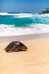 Turtle in the Tidal Zone