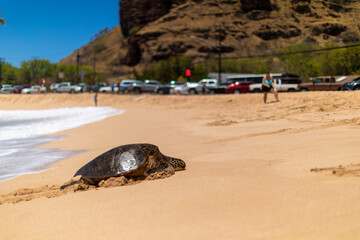 Resting Turtle on Sunny Shore