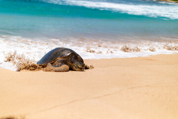 Turtle and Incoming Tide