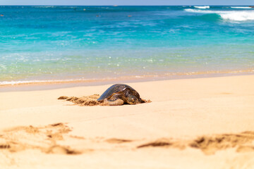 Turtle Nestling into Sand