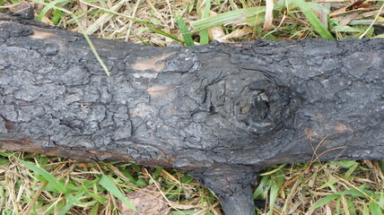 Charred Log on Grassy Ground - Burned Wood Texture