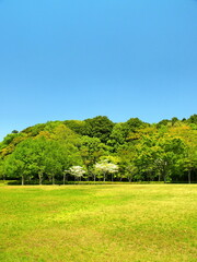 春のハナミズキ咲く21世紀の森と草原風景