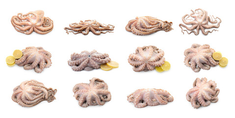 Fresh raw octopus isolated on white, collage