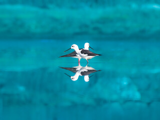 Amazing Portrait of a two Black-winged sails and the reflections looking amazing and their pose is too good.