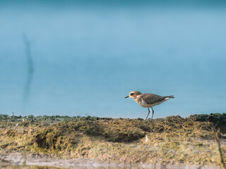 Kentish plover walking on the lake side 