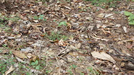 Forest Floor Covered in Fallen Autumn Leaves and Twigs