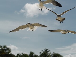Gaviotas
