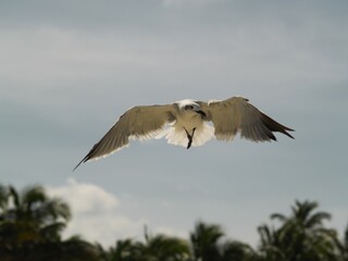 Gaviotas