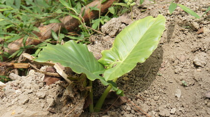 Young Elephant Ear Plant Emerging from the Ground