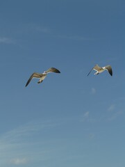 Gaviotas