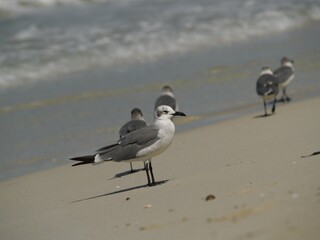 Gaviotas