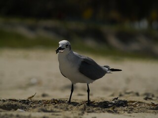 Gaviotas