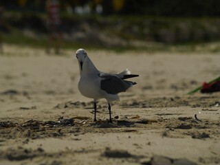 Gaviotas