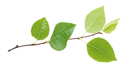 Obraz premium A detailed vector illustration of an Alder tree, showcasing its leaves and branches in a minimalist style against a clean white background.