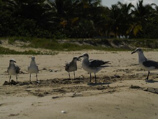 Obraz premium Gaviotas