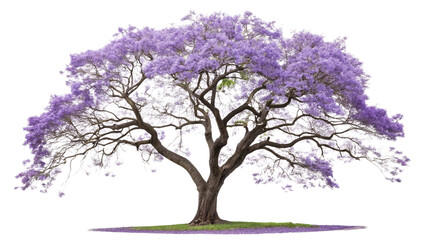 Lilac tree vector illustration, isolated on white background, perfect for spring floral design