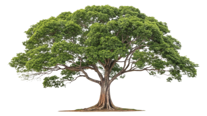 Single money tree isolated on white background, a symbol of wealth and growth