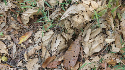 Dried Leaves and Pine Needles on Forest Floor - Autumnal Ground Cover Texture