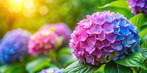 Fototapeta premium of a colorful hydrangea flower , hydrangea, colorful, flower, bloom,botanical, garden, nature, plant, blossom