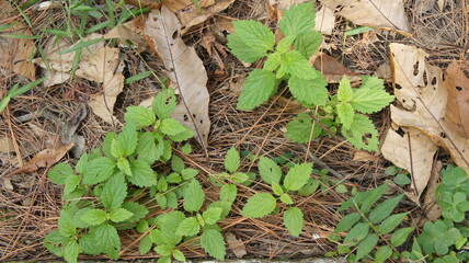 Lush Green Plants Emerging from Fallen Pine Needles and Leaves