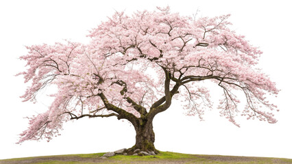 Fototapeta premium Pink cherry blossoms burst forth from bare branches against a winter sky, a delicate promise of spring