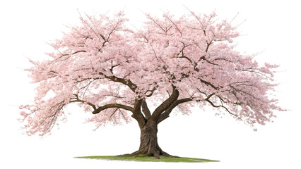 Obraz premium Pink cherry blossoms burst forth from bare branches against a winter sky, a delicate promise of spring