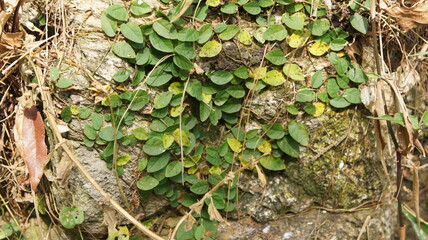 Lush Green Vines Crawling on Weathered Stone - Close-Up Texture