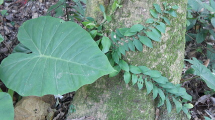Giant Taro Leaf and Vine Growing on Mossy Tree Trunk in Tropical Rainforest