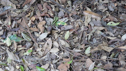 Camouflaged Frog Among Autumn Leaves on Forest Floor