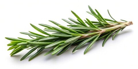 Naklejka premium Fresh sprig of rosemary on a white background , herb, aromatic, ingredient, cooking, culinary, green, plant, fragrant